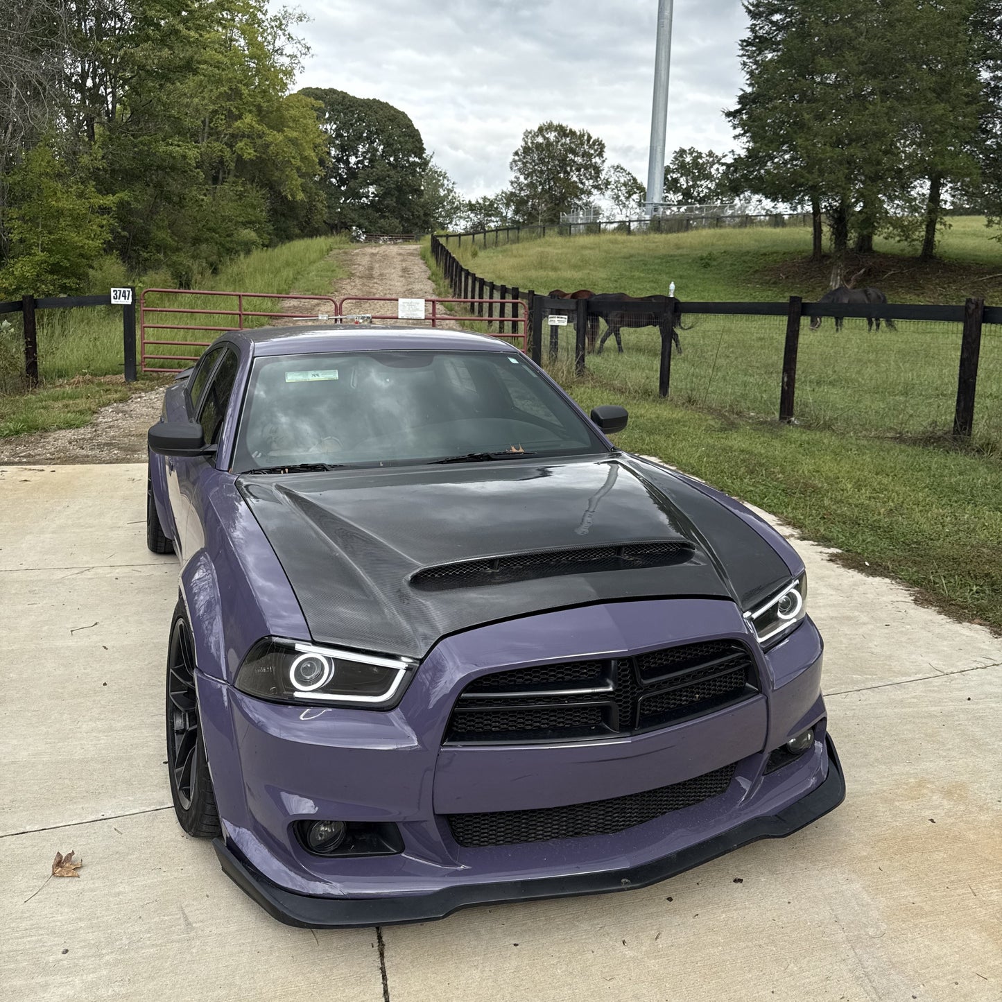 PET Negroni Purple Car Vinyl Wrap